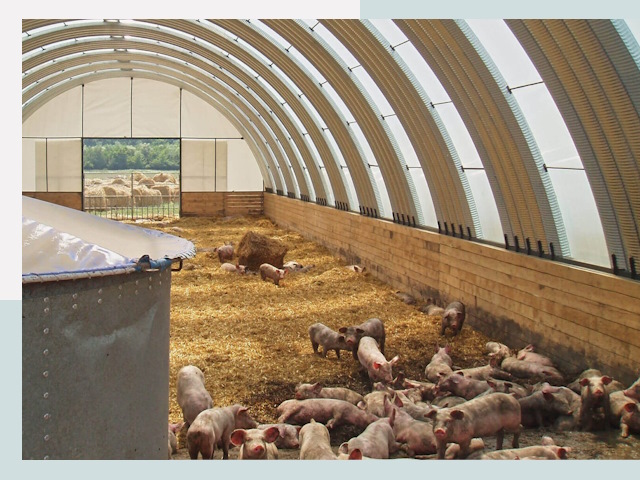 Строительство свинарников в Климовске